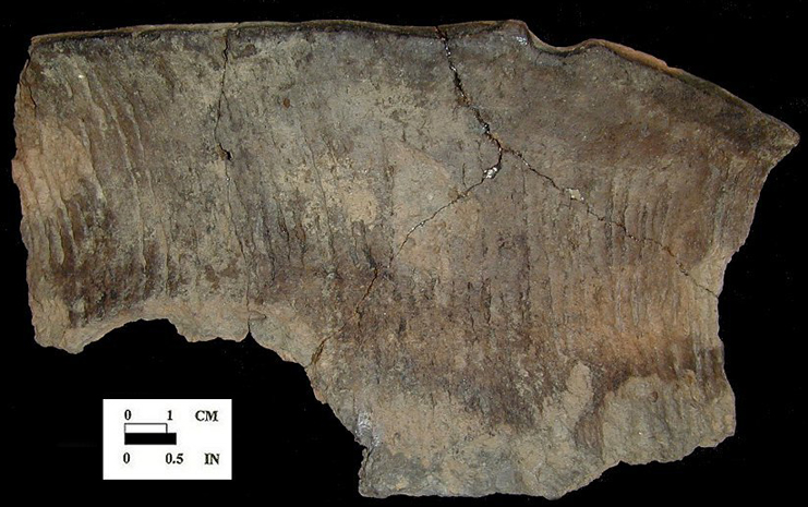 Cord-marked Monongahela rim sherd from the Friendsville site 18GA23.